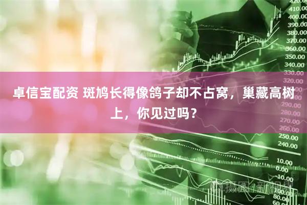 卓信宝配资 斑鸠长得像鸽子却不占窝，巢藏高树上，你见过吗？